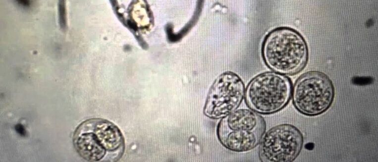 cellule parassite protozoarie