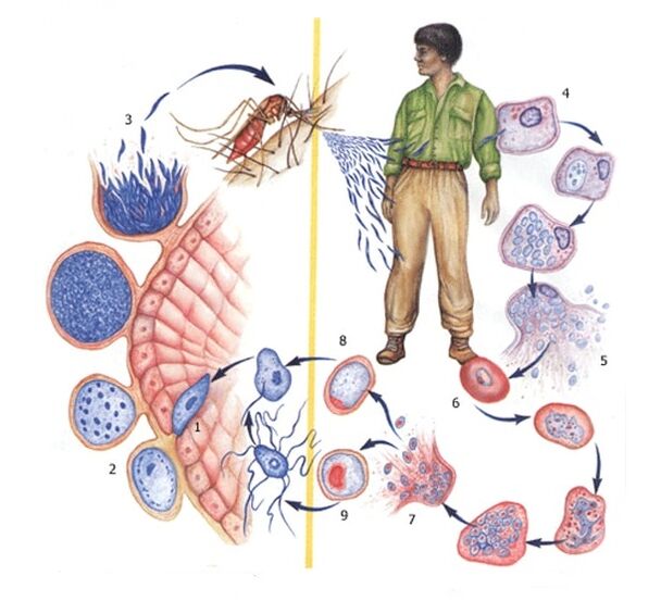 metodi di riproduzione dei parassiti protozoari