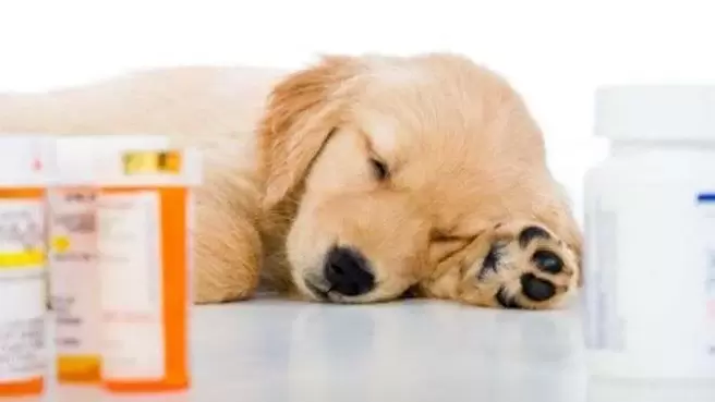 farmaci per prevenire i vermi nei cani